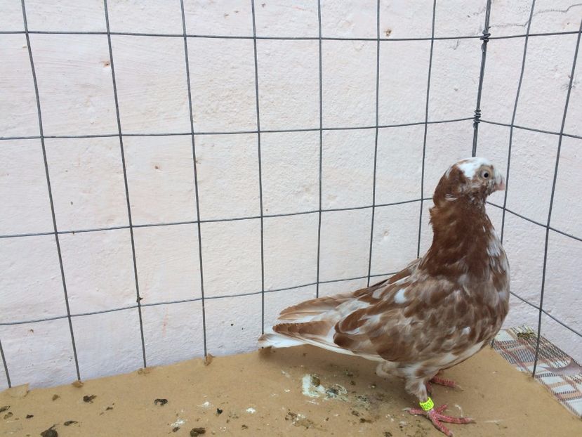 9007  femelă  2017_3 - pui 2017 BM