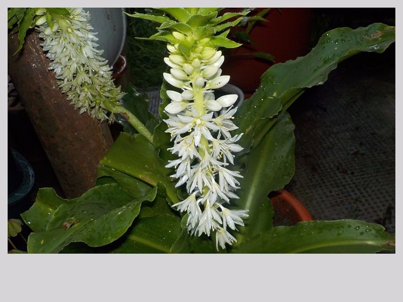  - eucomis