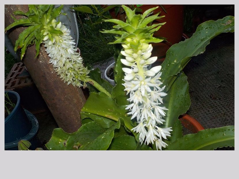  - eucomis