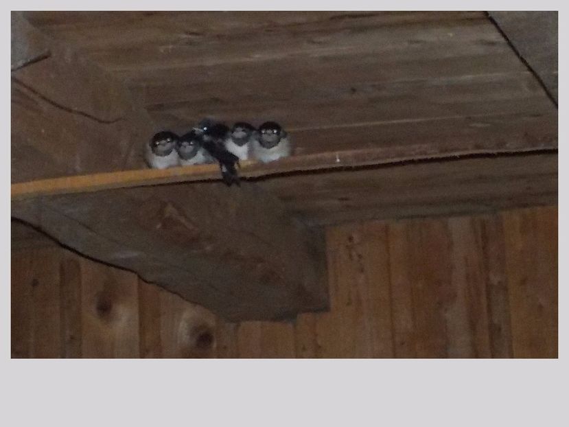 somnoroase pasarele - Randunele