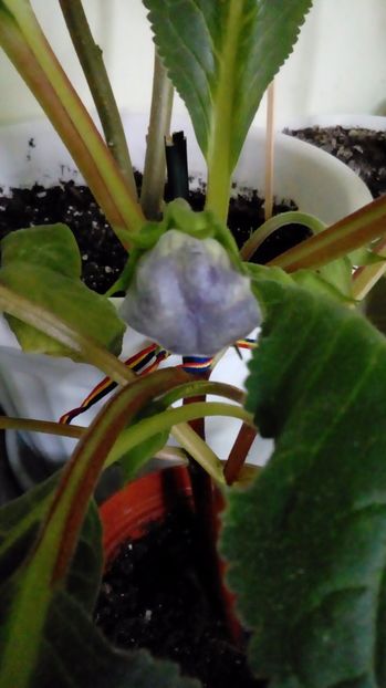 G.Tigrina Blue - Gloxinia