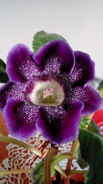 P_20170706_200048_BF - Gloxinia