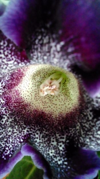 P_20170706_200153_BF - Gloxinia