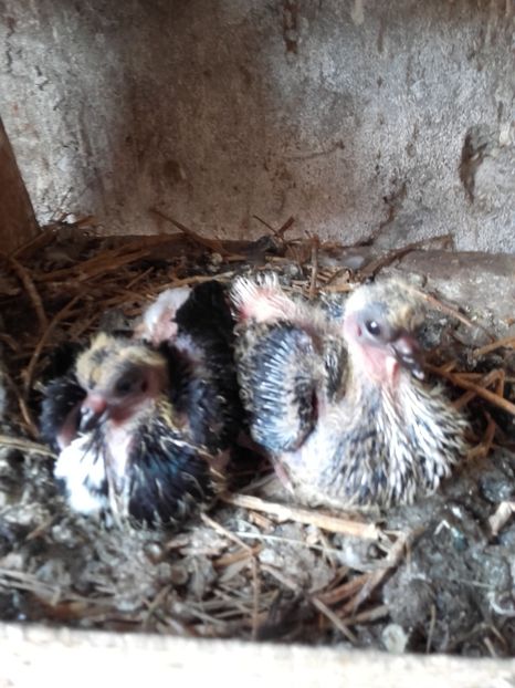  - 6-Negru Codalb Romanesc