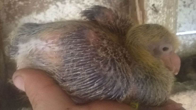  - 6 PUI DE AMERICANI 2017