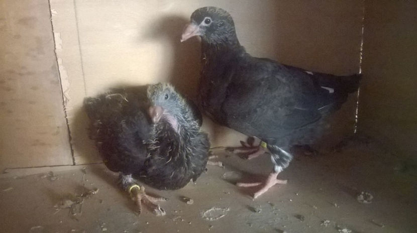  - 6 PUI DE AMERICANI 2017