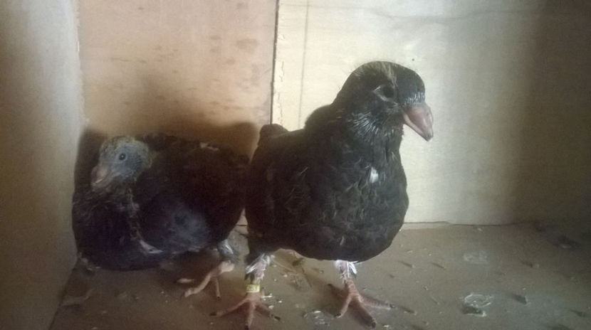  - 6 PUI DE AMERICANI 2017