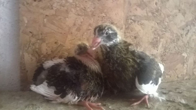  - 6 PUI DE AMERICANI 2017