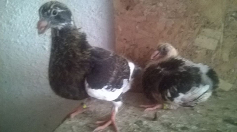  - 6 PUI DE AMERICANI 2017