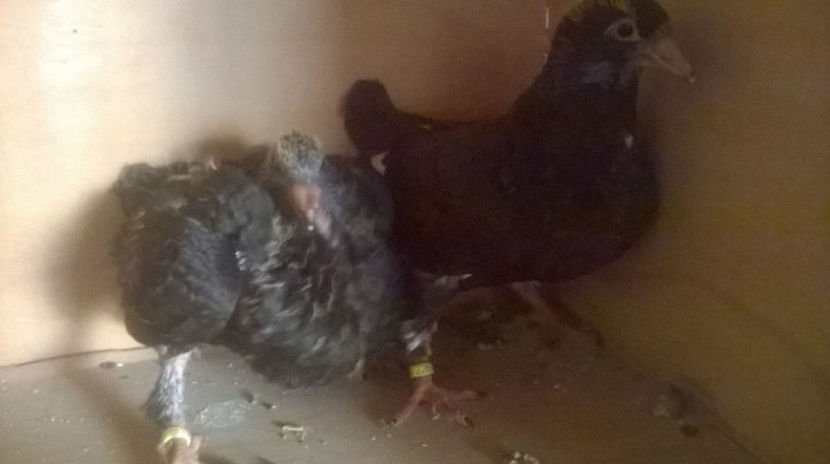  - 6 PUI DE AMERICANI 2017