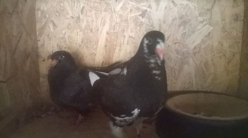  - 6 PUI DE AMERICANI 2017