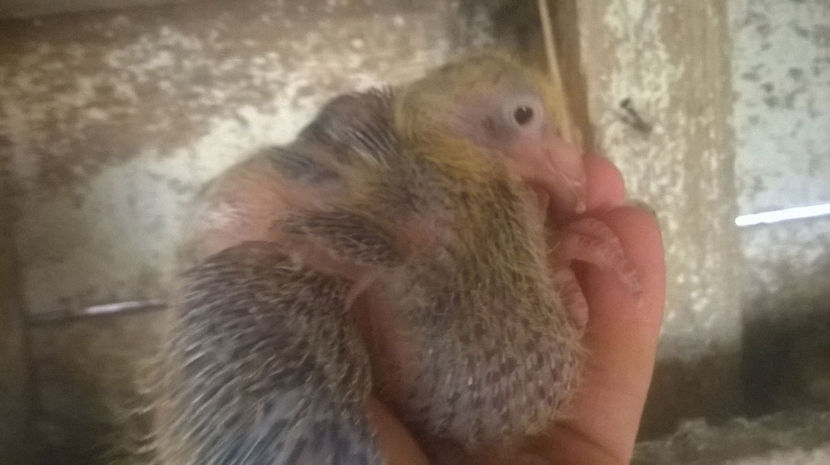 19747626_1487843141273097_563040557_o - 6 PUI DE AMERICANI 2017