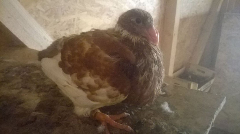  - 6 PUI DE AMERICANI 2017