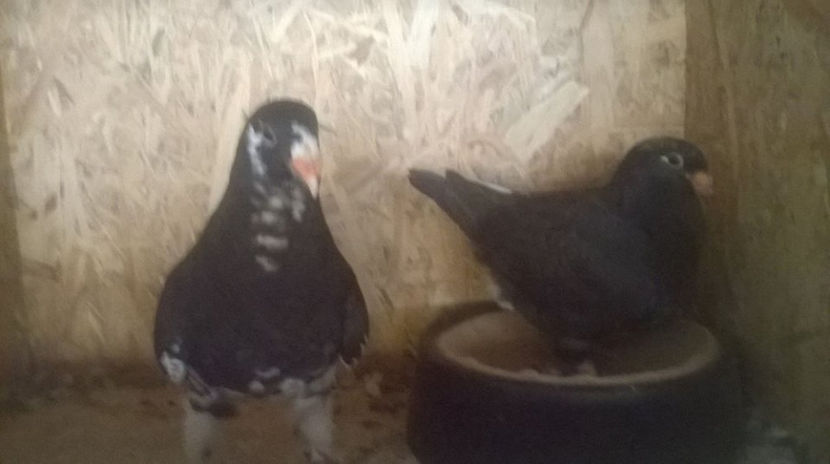  - 6 PUI DE AMERICANI 2017