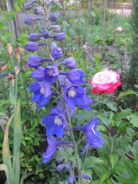  - Delphinium