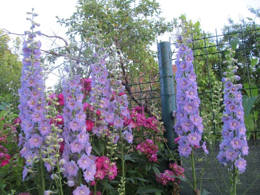  - Delphinium