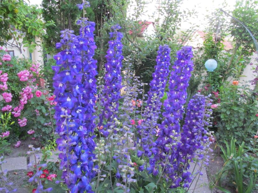  - Delphinium