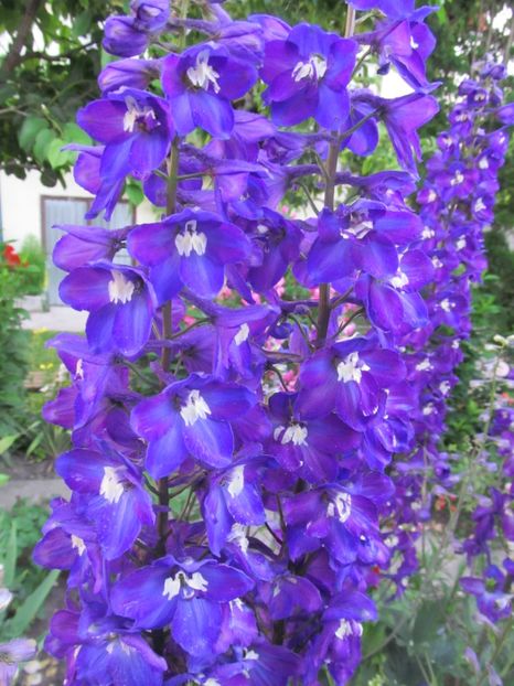  - Delphinium