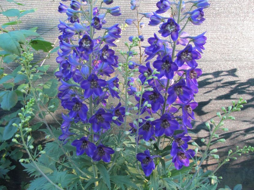  - Delphinium