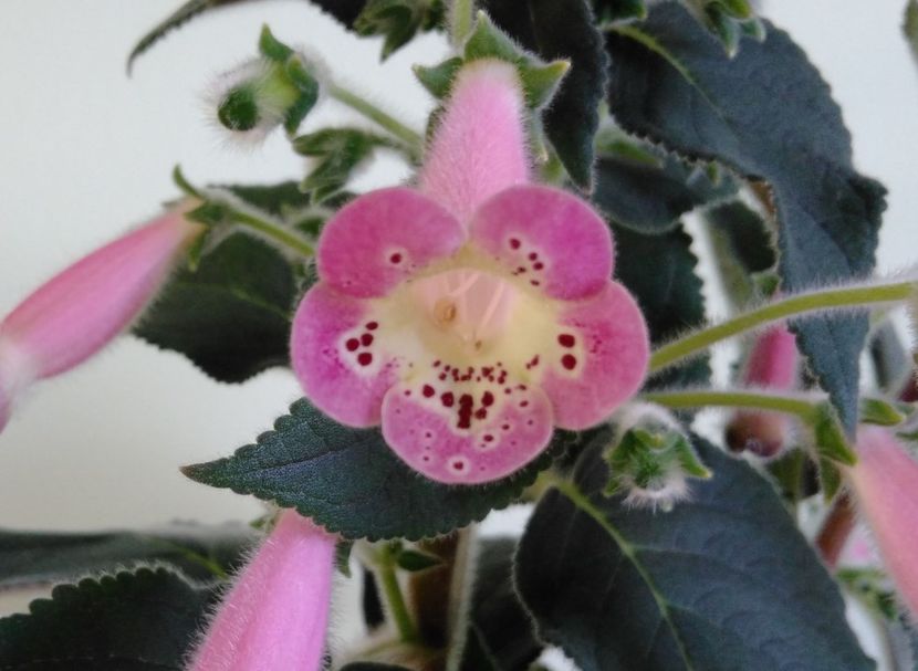  - Jardin du Monet 2017