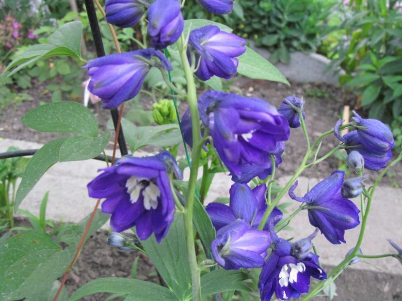  - Delphinium