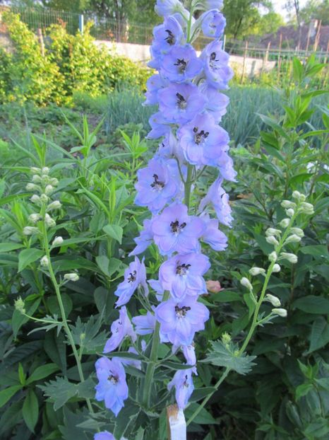  - Delphinium