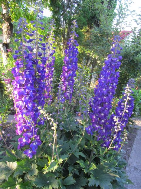  - Delphinium