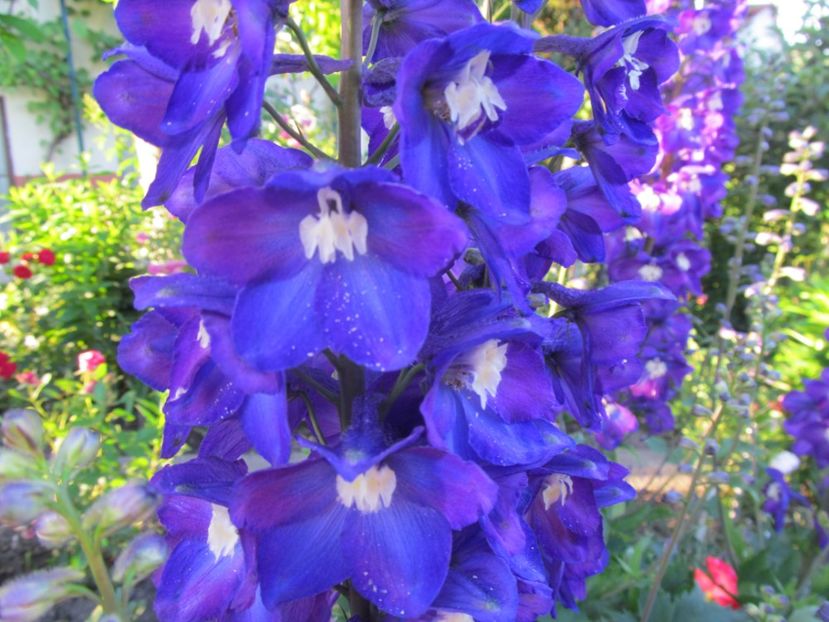  - Delphinium