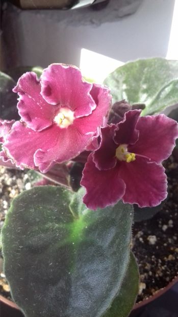 emergency - EMERGENCY-crisu89