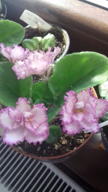 Ian menuet - IAN MENUET-crisu89