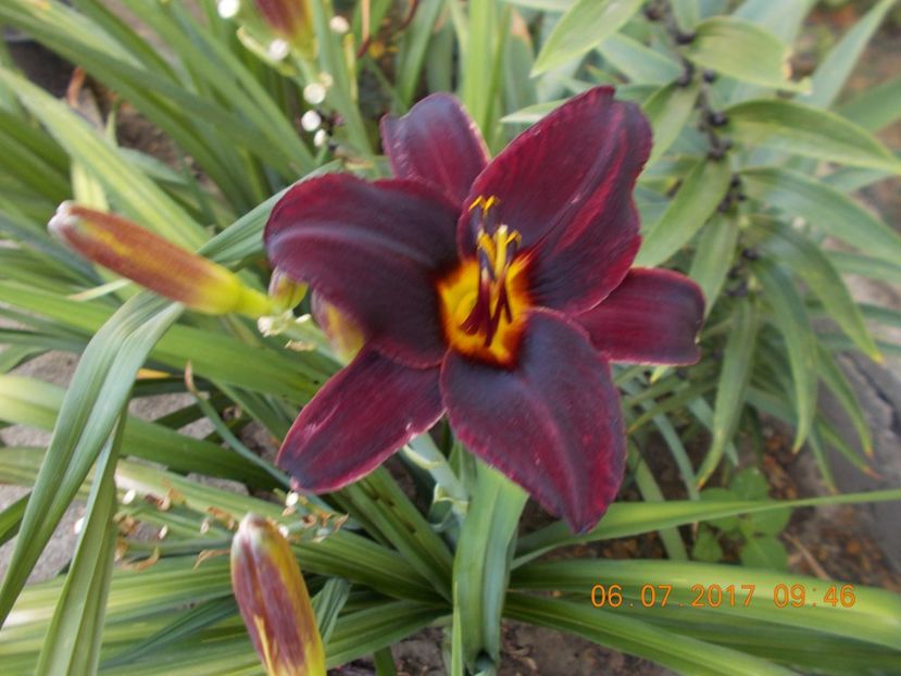  - HEMEROCALLIS 2017