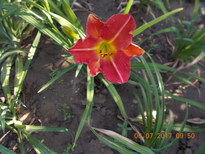  - HEMEROCALLIS 2017