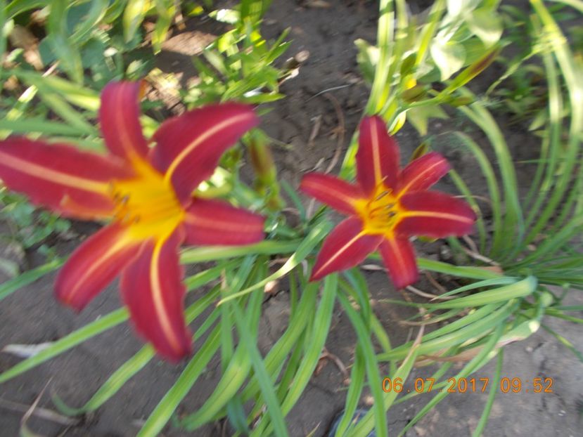  - HEMEROCALLIS 2017