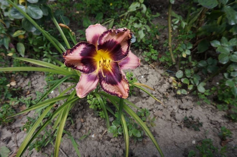  - Hemerocallis 2017