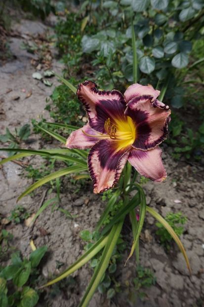  - Hemerocallis 2017