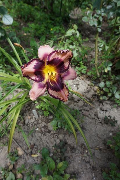  - Hemerocallis 2017