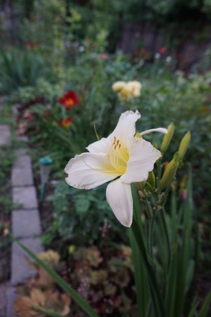  - Hemerocallis 2017