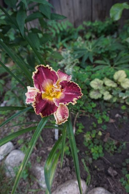 Face of the star - Hemerocallis 2017