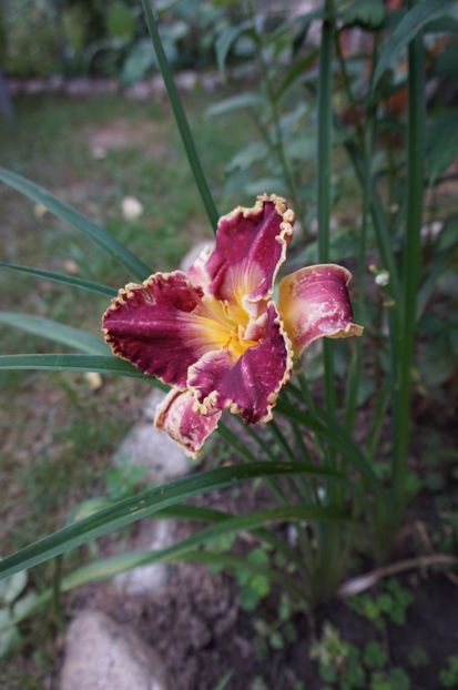  - Hemerocallis 2017