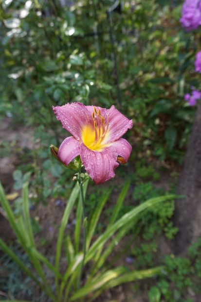 - Hemerocallis 2017