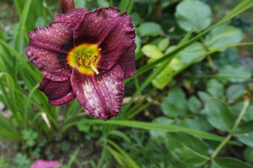  - Hemerocallis 2017