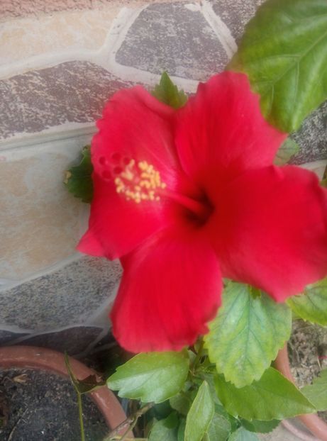  - Diverse flori 2017