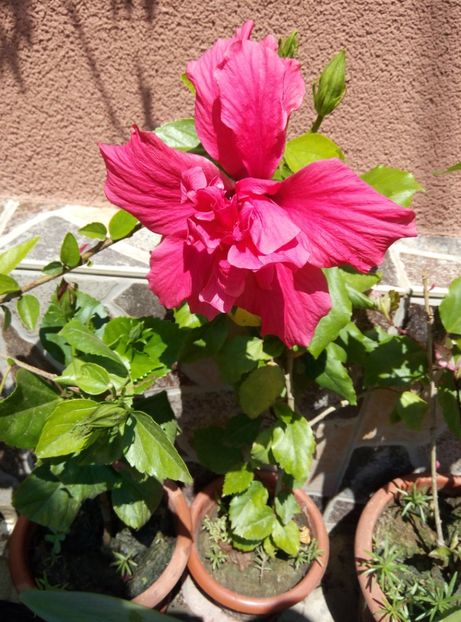  - Diverse flori 2017