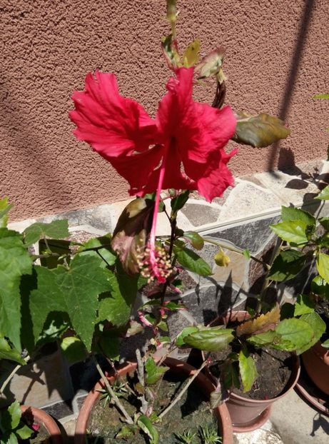  - Diverse flori 2017