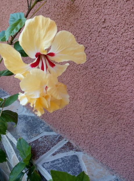  - Diverse flori 2017