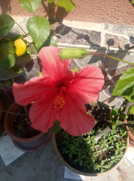  - Diverse flori 2017