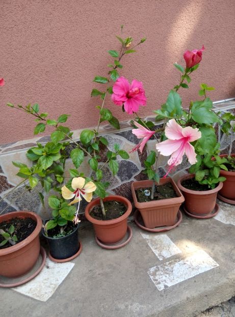  - Diverse flori 2017