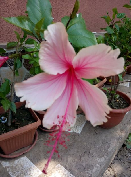  - Diverse flori 2017