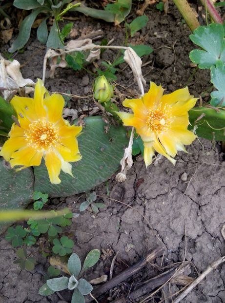  - Diverse flori 2017