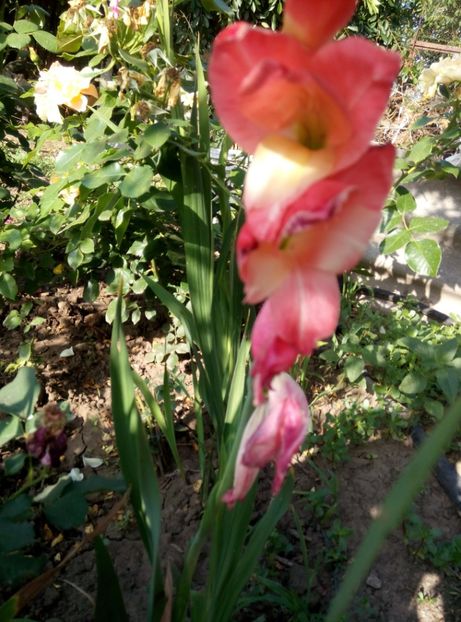  - Diverse flori 2017